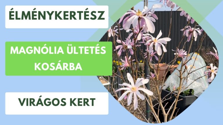 Magnólia ültetése a kertben – Így csináld, ha meszes a talajod