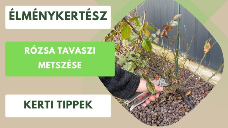 Rózsa és cserjék tavaszi metszése – Mikor és hogyan metssz bátran?