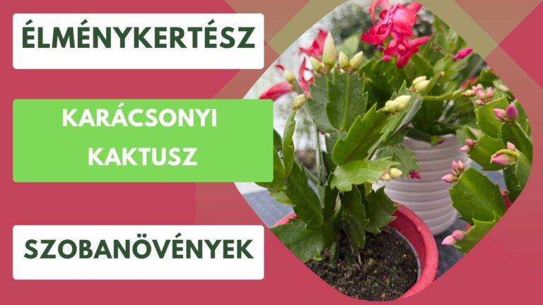 Karácsonyi kaktusz gondozása – Az ünnepi szobanövény titkai és szaporítása