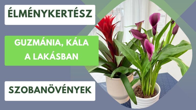 Kála és guzmánia