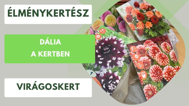 Dália a kertben – Mit tegyél a gumókkal és hogyan ültesd a gazdag virágzásért?