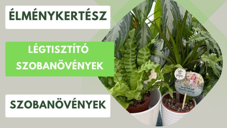 NASA-lista: Levegőtisztító szobanövények a lakásba – Melyek a leghatékonyabbak?