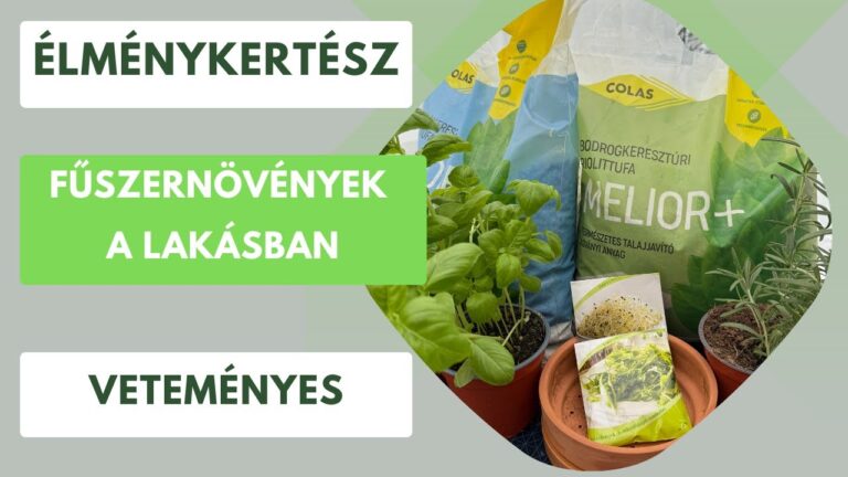 Fűszernövények a konyhában – Bazsalikom, rozmaring, kakukkfű ablakpárkányon