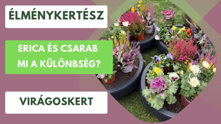 Téli balkon és erkély – Színes növények a szürke téli napokra