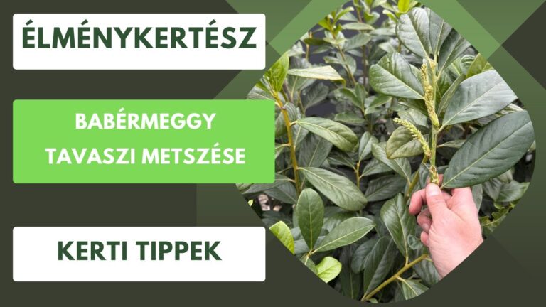 Babérmeggy metszése