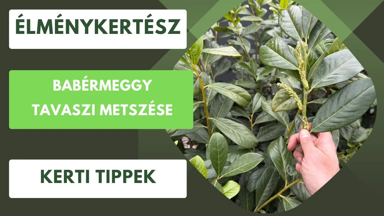 Babérmeggy metszése