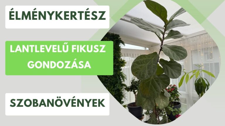 A lantlevelű ficus megmentése és szaporítása – Így küzdj meg a kártevőkkel