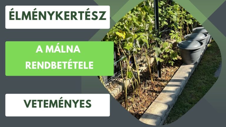 Málna termésmaximalizálás