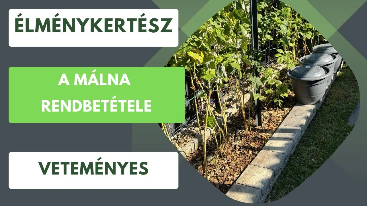 Málna termésmaximalizálás