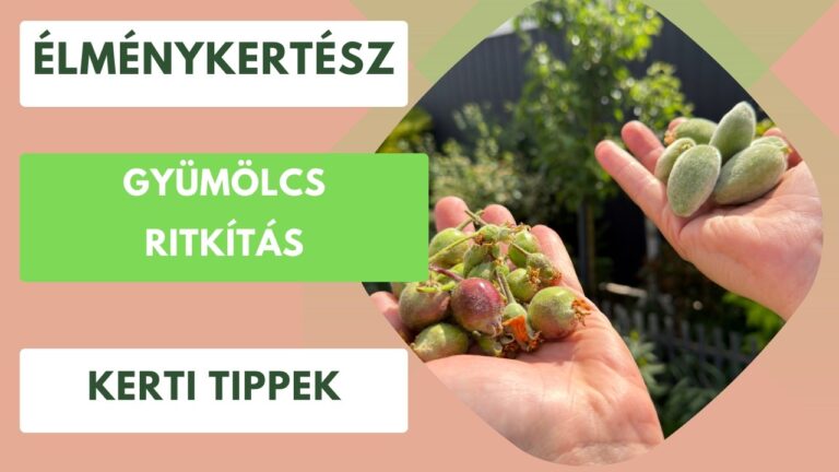 Gyümölcsfák nyári gondozása – Ritkítás, metszés és öntözés a bőséges termésért