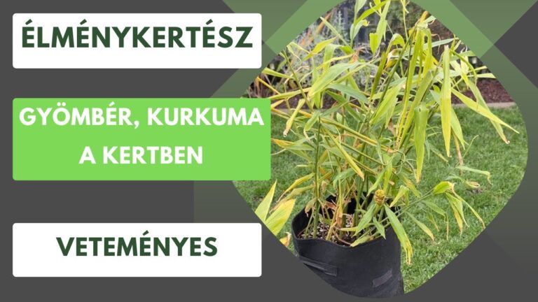 Gyömbér és kurkuma termesztése a kertben – Élménykertész YouTube videó thumbnail