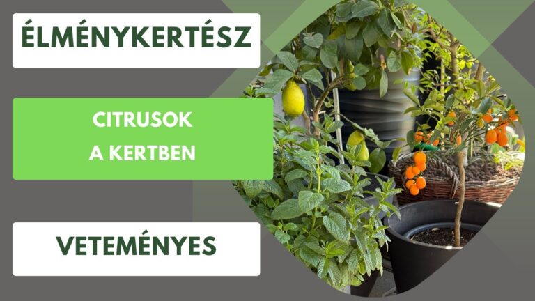 Citrusok a kertben – citrom, narancs és kumquat termesztése – Élménykertész YouTube videó thumbnail