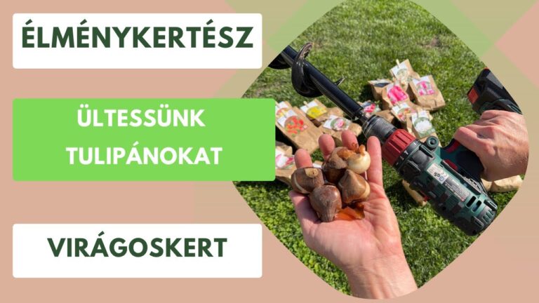 Hagymás virágok ültetése ősszel – Tulipán, nárcisz, jácint a kertbe
