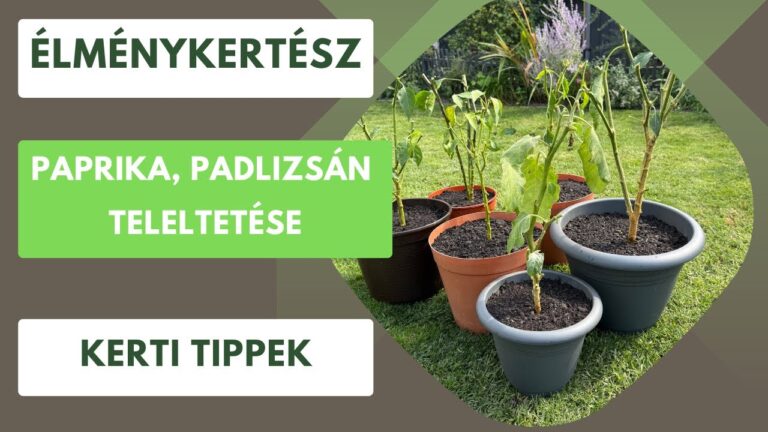 Paprika teleltetés