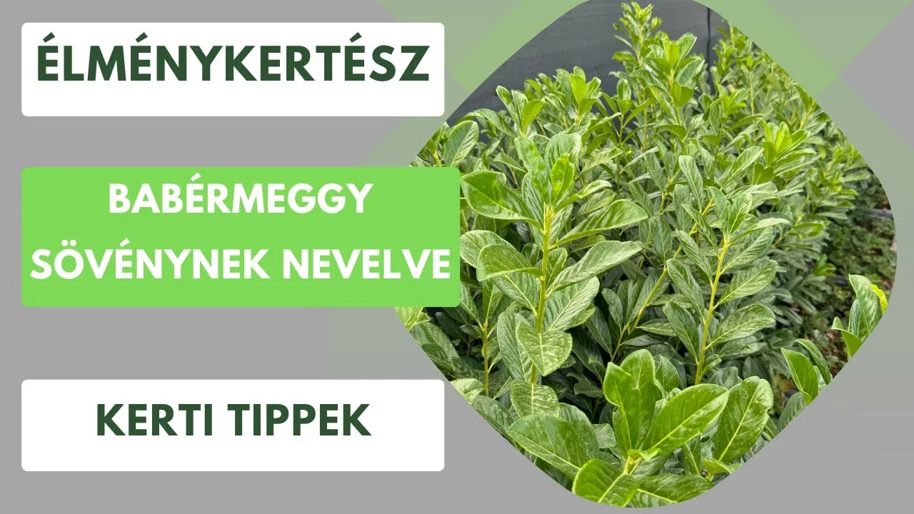 Babérmeggy sövény