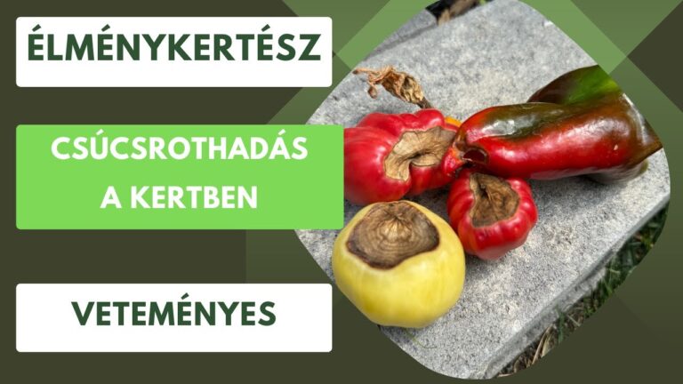 Csúcsrothadás veteményesben