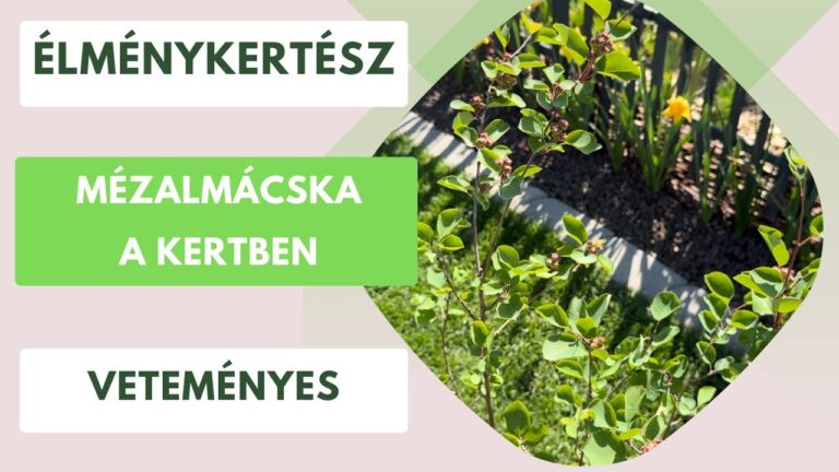 Mézalmácska a kertben – Az ehető sövény, ami a madarakat is vonzza