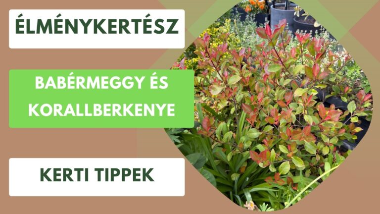 Nyári növényvédelem – Kártevők és betegségek kezelése vegyszermentes módszerekkel