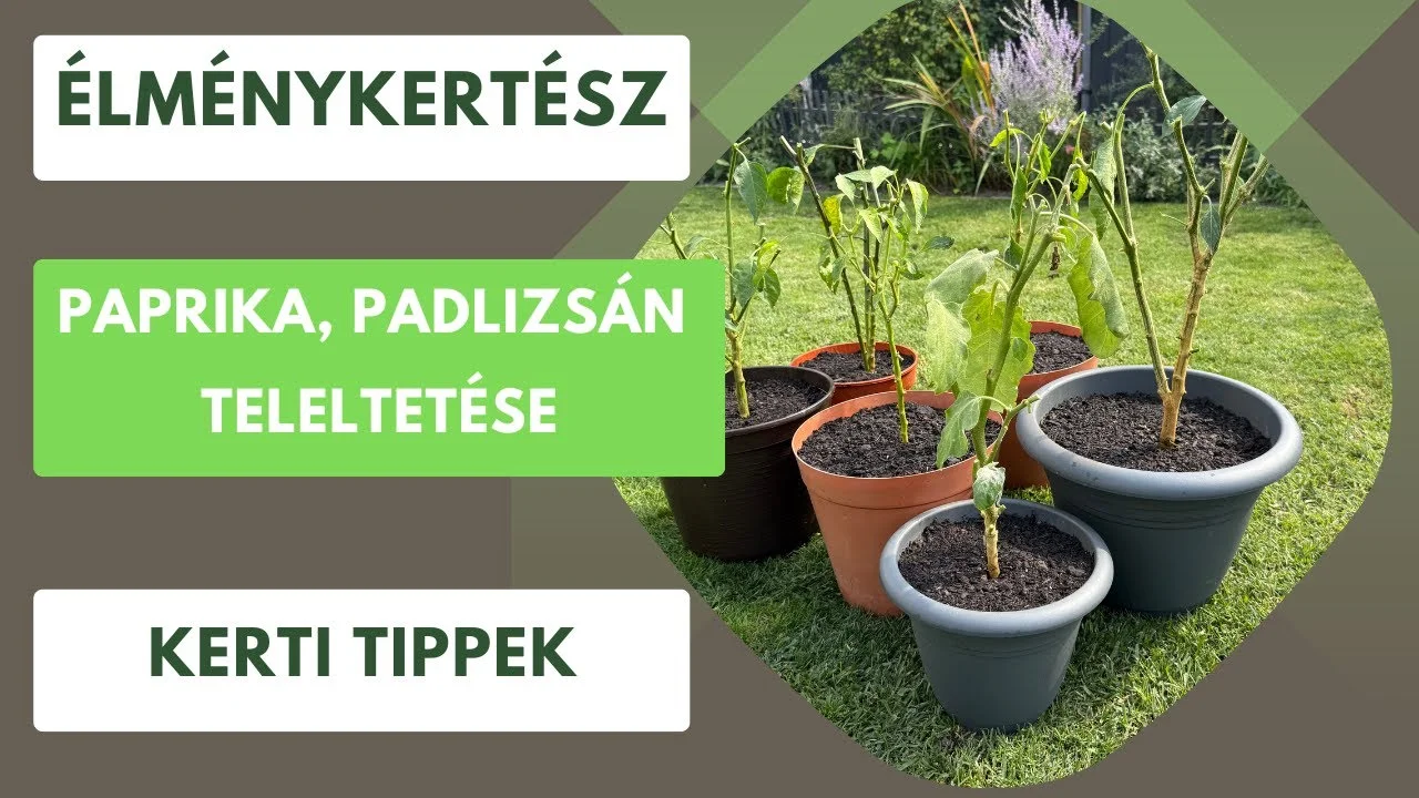 Madáretetés és kertbarát teleltetés – Hogyan segítsd a kert élővilágát télen?
