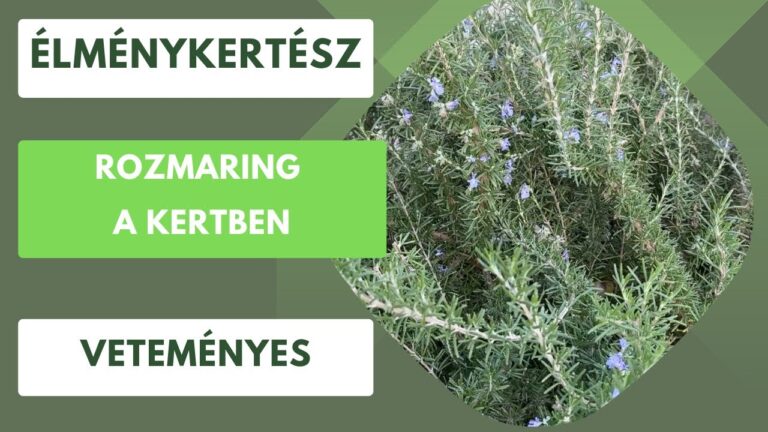 Rozmaring kertben