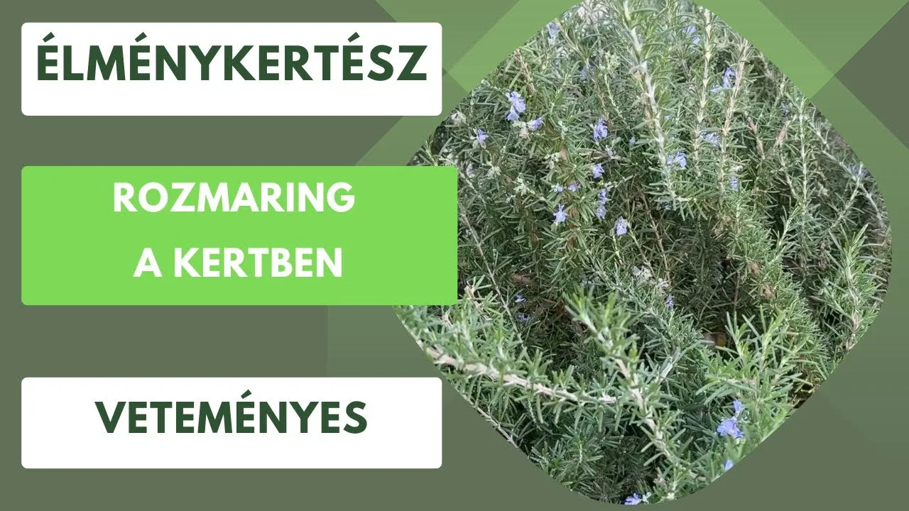 Rozmaring kertben